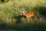 Capriolo (Capreolus capreolus) ,Capriolo (Capreolus capreolus)