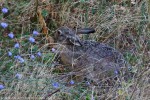 Lepre (Lepus europaeus) ,Lepre (Lepus europaeus)