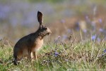 Lepre (Lepus europaeus) ,Lepre (Lepus europaeus)