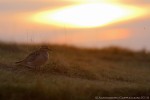 Piviere tortolino, Charadrius morinellus ,Piviere tortolino, Charadrius morinellus