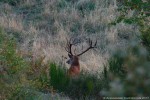 Cervo, Cervus elaphus ,Cervo, Cervus elaphus