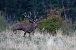 Cervo, Cervus elaphus ,Cervo, Cervus elaphus