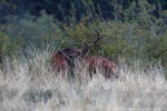 Cervo, Cervus elaphus ,Cervo, Cervus elaphus