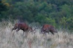 Cervo, Cervus elaphus ,Cervo, Cervus elaphus