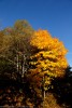 Autunno, Foreste Casentinesi ,Autunno, Foreste Casentinesi