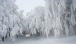 Foreste Casentinesi ,Foreste Casentinesi