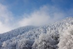 Foreste Casentinesi ,Foreste Casentinesi