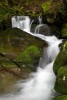 Foresta di Vallombrosa ,Foresta di Vallombrosa