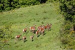 Cervo, Cervus elaphus ,Cervo, Cervus elaphus