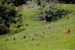 Cervo, Cervus elaphus ,Cervo, Cervus elaphus