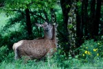 Cervo, Cervus elaphus ,Cervo, Cervus elaphus