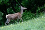 Cervo, Cervus elaphus ,Cervo, Cervus elaphus