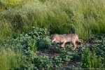 Lupo, Canis lupus ,Lupo, Canis lupus