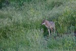 Lupo, Canis lupus ,Lupo, Canis lupus