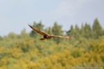 Poiana, Buteo buteo ,Poiana, Buteo buteo