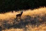 Cervo, Cervus elaphus ,Cervo, Cervus elaphus