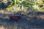 Cervo, Cervus elaphus ,Cervo, Cervus elaphus