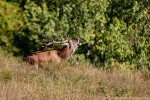 Cervo, Cervus elaphus ,Cervo, Cervus elaphus