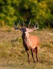 Cervo, Cervus elaphus ,Cervo, Cervus elaphus