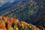 Autunno, Foreste Casentinesi ,Autunno, Foreste Casentinesi