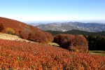 Autunno, Foreste Casentinesi ,Autunno, Foreste Casentinesi