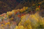 Autunno, Foreste Casentinesi ,Autunno, Foreste Casentinesi