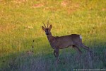 Capriolo, Capreolus capreolus ,Capriolo, Capreolus capreolus