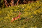 Capriolo, Capreolus capreolus ,Capriolo, Capreolus capreolus