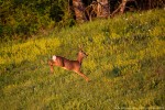 Capriolo, Capreolus capreolus ,Capriolo, Capreolus capreolus