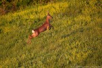 Capriolo, Capreolus capreolus ,Capriolo, Capreolus capreolus