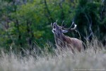 Cervo (Cervus elaphus) ,Cervo (Cervus elaphus)