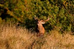 Cervo (Cervus elaphus) ,Cervo (Cervus elaphus)