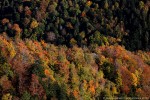 Autunno, Foreste Casentinesi ,Autunno, Foreste Casentinesi