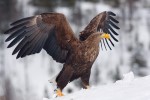 Aquila di mare (haliaeetus albicilla) Norvegia ,Aquila di mare (haliaeetus albicilla) Norvegia
