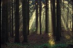 Luci nella foresta, P.N. Foreste Casentinesi ,Luci nella foresta, P.N. Foreste Casentinesi